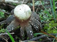 Astraeus hygrometricus image