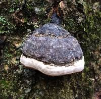 Fomes fomentarius image