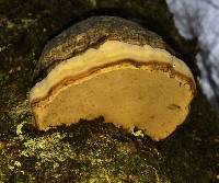 Fomes fomentarius image