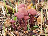 Laccaria amethysteo-occidentalis image