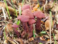 Laccaria amethysteo-occidentalis image