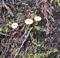 Lichenomphalia umbellifera image