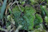 Peltigera britannica image