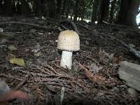 Agaricus augustus image