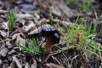 Gyromitra esculenta image