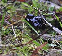 Gyromitra esculenta image