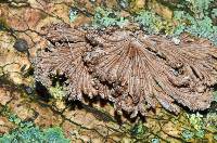 Schizophyllum commune image