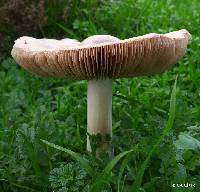 Volvariella gloiocephala image