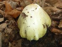 Amanita phalloides image