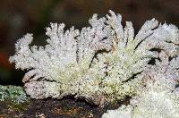 Schizophyllum commune image