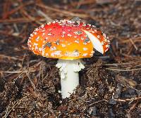 Amanita muscaria image
