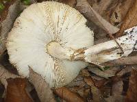 Amanita phalloides image