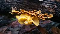 Tremella aurantia image