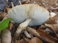 Amanita phalloides image