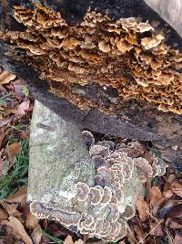 Trametes versicolor image