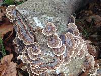 Trametes versicolor image