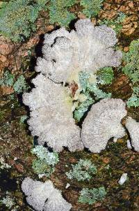 Schizophyllum commune image