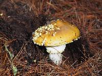 Amanita augusta image