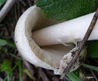 Volvariella gloiocephala image