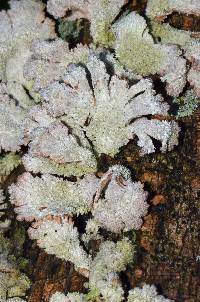 Schizophyllum commune image