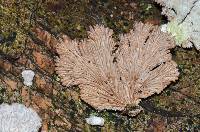 Schizophyllum commune image