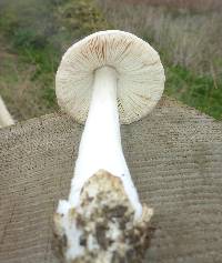 Volvariella gloiocephala image