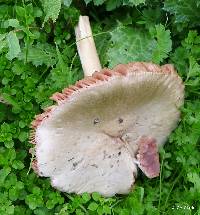 Volvariella gloiocephala image