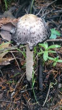 Coprinus comatus image