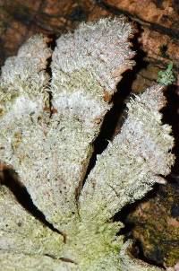 Schizophyllum commune image