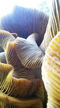 Omphalotus olivascens image