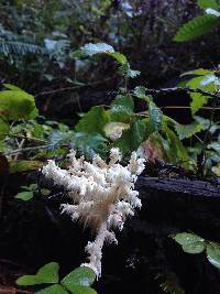 Hericium coralloides image