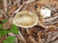 Amanita phalloides image