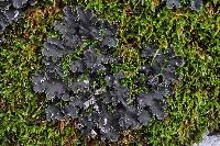 Peltigera collina image