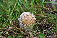 Amanita pantherina image