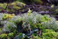 Cladonia portentosa image