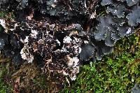 Peltigera collina image