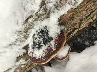 Fomitopsis pinicola image