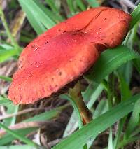 Leratiomyces ceres image