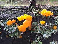 Dacrymyces capitatus image