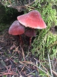 Marasmius plicatulus image