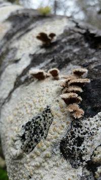 Schizophyllum commune image