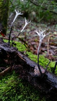 Xylaria hypoxylon image