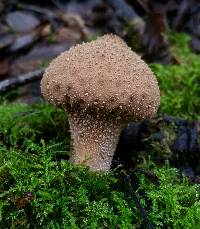 Lycoperdon perlatum image