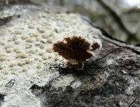 Schizophyllum commune image