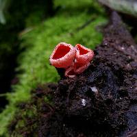 Sarcoscypha coccinea image