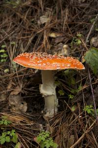 Amanita muscaria image