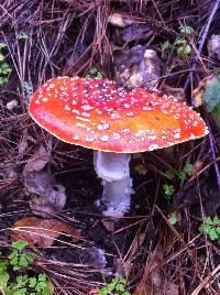 Amanita muscaria image