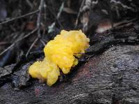 Tremella mesenterica image