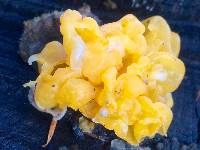 Tremella aurantia image