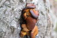 Omphalotus olivascens image